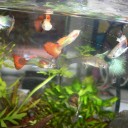 熱帯魚の世話