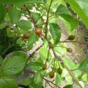 安心して野菜が買える