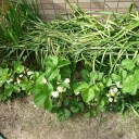 安心して野菜が買える