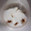 黒メダカは熱帯魚より高級魚？
