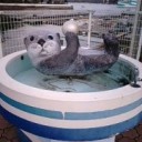 新しい物は嫌いだし それはきっと明日も同じだし