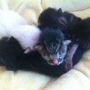こねこ産まれたー！