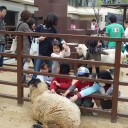 阪急阪神ホールディングス株主優待乗車証