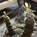 タケノコの逆襲