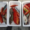 魚魚魚・・・涙