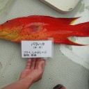 魚魚魚・・・涙