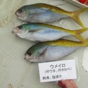 魚魚魚・・・涙