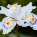 何かいる森２