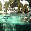 旭山動物園