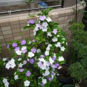梅雨を知らせる花「番茉莉」