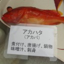今日はおやすみ☆