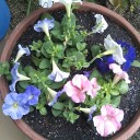 ６月の園芸作業