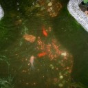 金魚が猫に襲われ全滅