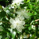 ミルテの花が咲いた。