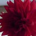 ミルテの花が咲いた。