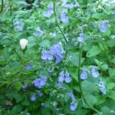 ミルテの花が咲いた。