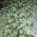 梅雨明け