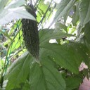 梅雨明け