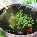 水盤の金魚も猫に襲われる