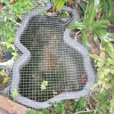 猫対策に新しい金網でカバー