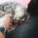 木曜〓猫とワッフルと〓