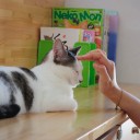 木曜〓猫とワッフルと〓
