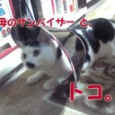 タカラヅカとは無関係な、猫の名前の話。