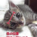 タカラヅカとは無関係な、猫の名前の話。