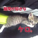 タカラヅカとは無関係な、猫の名前の話。