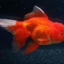 流金の金魚すくい