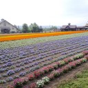 北海道道楽巡り〜ファーム富田〜