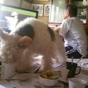 盗み犬