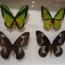 世界の蝶と甲虫展