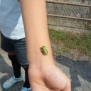 アマガエルの赤ちゃん