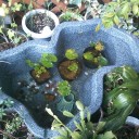 夏も終わると水生植物が格安