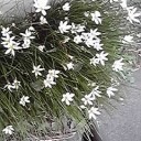 あの花
