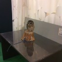 ヨームの幼鳥１９８０００円