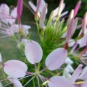 秋の花　　