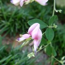 秋の花　　