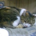 ネコはええよなあ