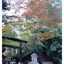 野ノ宮神社の紅葉