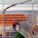 まめきちが我が家に！
