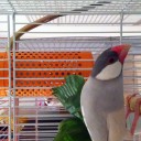 まめきちが我が家に！
