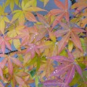 家の紅葉が色づきました。