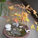 家の紅葉が色づきました。
