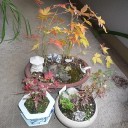 家の紅葉が色づきました。
