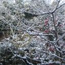 雪、積もりました