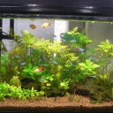 アクアリウム水槽