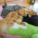 土曜〓猫とドーナツと〓