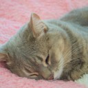 土曜〓猫とドーナツと〓